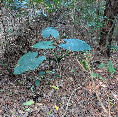 姑婆芋 Alocasia odora